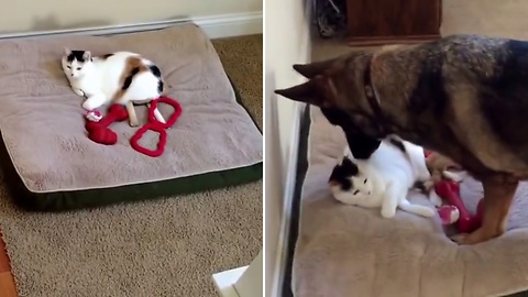 German Shepherd 's Enemy Steals Her Bed Again