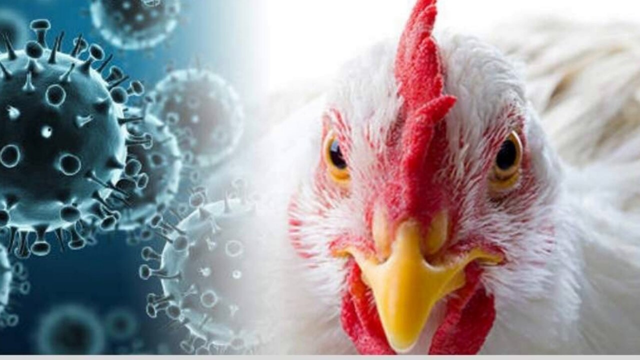 Were fighting an epic battle:Avian flu has culled 58 MILLION farm-raised birds, sending cost of eggs skyrocketing