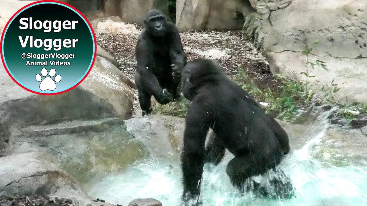 Playful Gorilla Brothers Kovanga, Mbaku, and Yamba