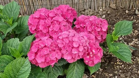 2 minutes of calm relaxation watching pretty summer Hydrangea flowers.