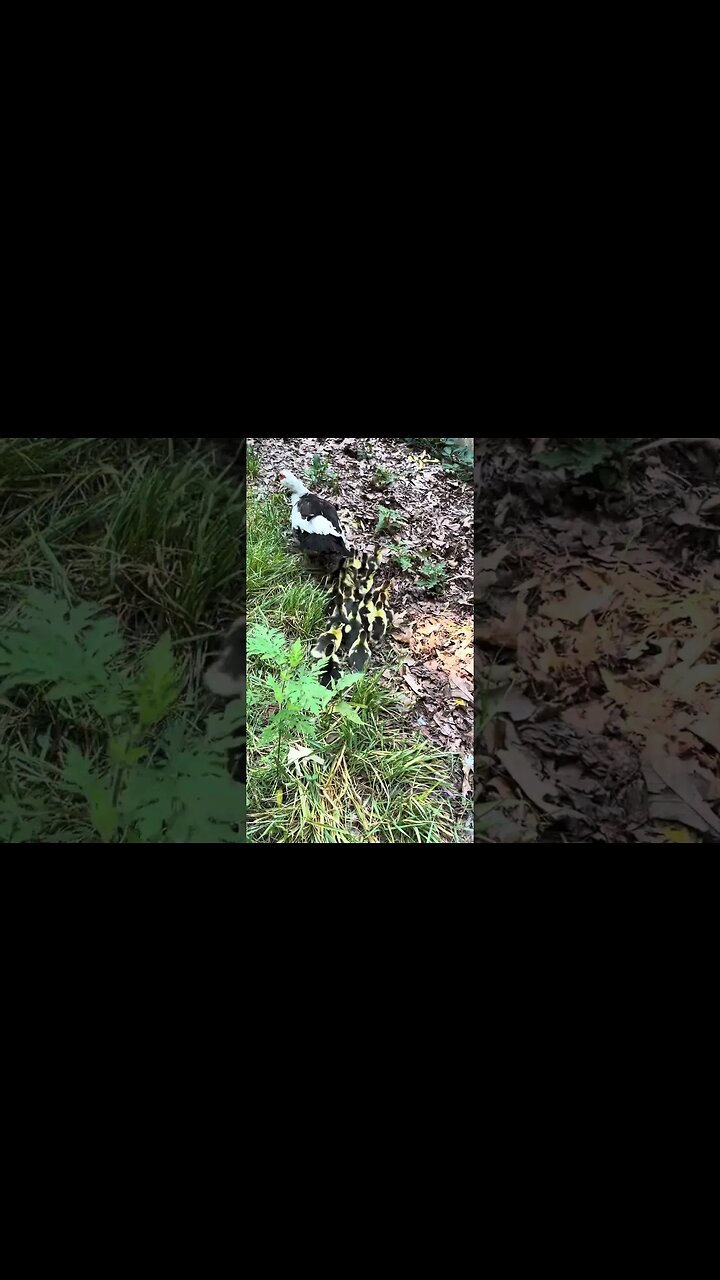 The baby ducks￼ and their mom are out, and I can’t believe how many of them there are!