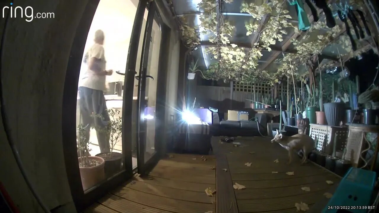 🦊Urban #fox Ajax unfazed by loud Guy Fawkes fireworks - Amazon Ring Doorbell