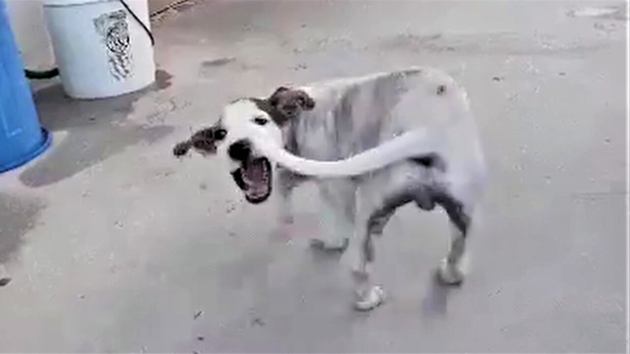 Puppy in Belize adorably chases his tail in his new home