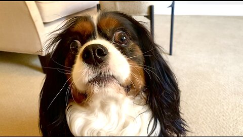 Jealous Cavalier Blocks The Camera From Videoing New Ragdoll Kitten