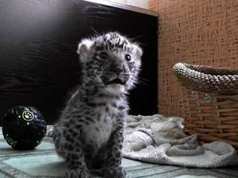 Animal Antics: June Update