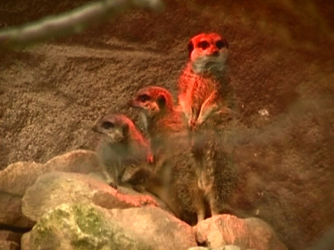 Zoo Annual Animal Count