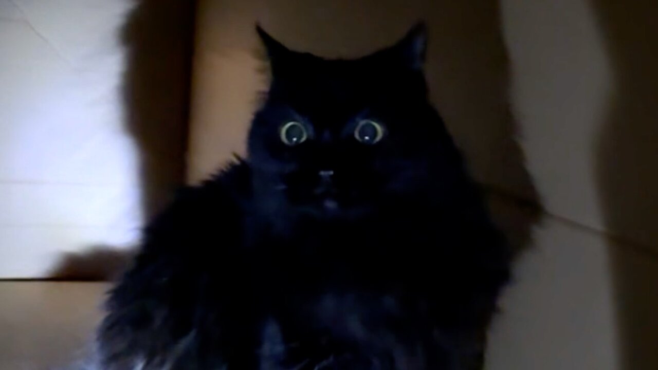 Cats Create Parody Of The Shining For Halloween
