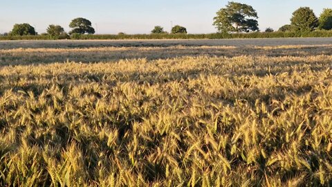 2 minutes of calm relaxation watching a wheat field in low sunlight.