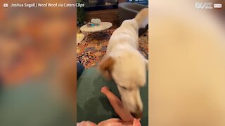 Dog affectionately licks toddler's face