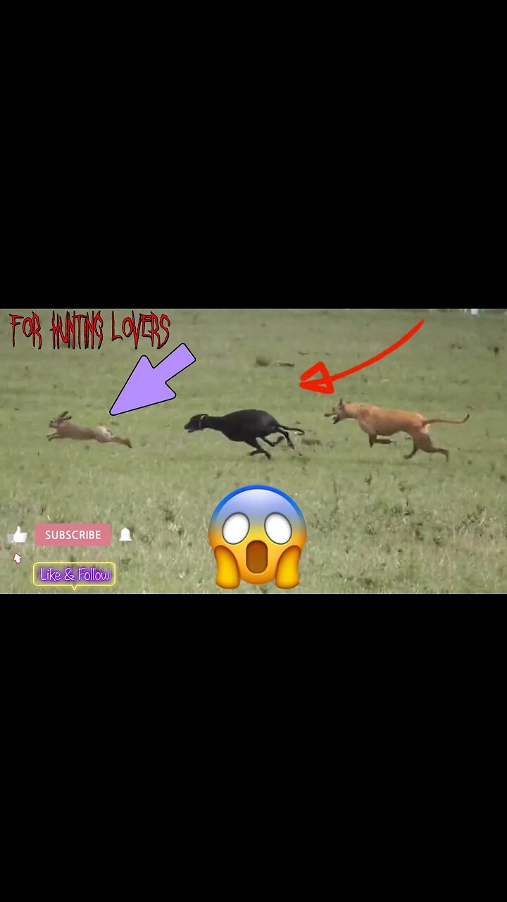 Fastest Greyhounds Vs high speed Hare | Los galgos más rápidos contra el conejo de alta velocidad