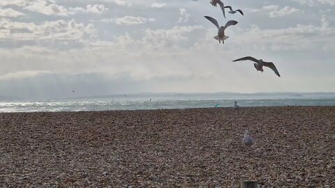 2 minutes of calm relaxation watching seagulls on the beach