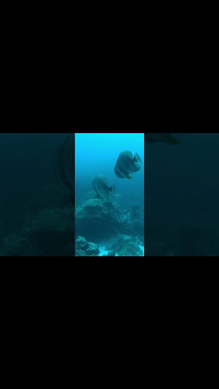 This underwater video is for my dad, who taught me to be adventurous #scubadiving #travel