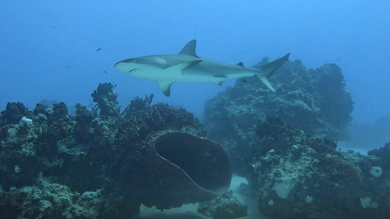 Two sharks check out scuba divers in San Salvador, Bahamas