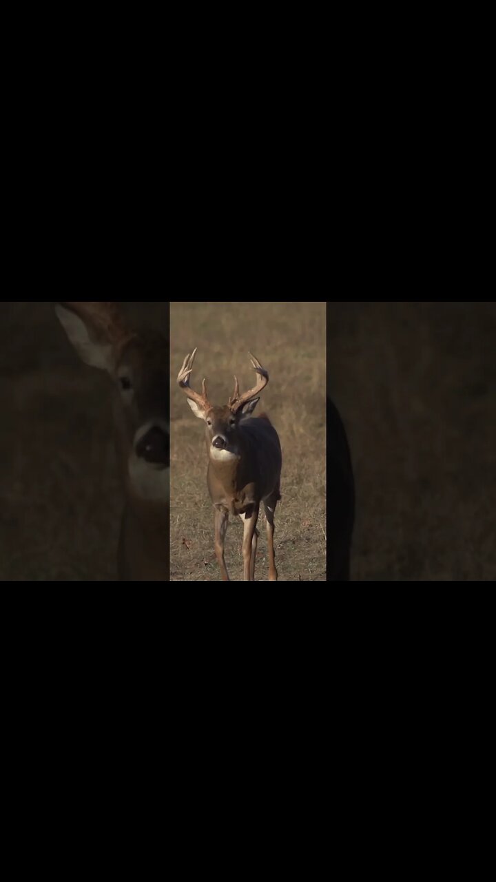 If you bust a buck during the rut, youll NEVER see him again!? #deer #deerhunting #hunting