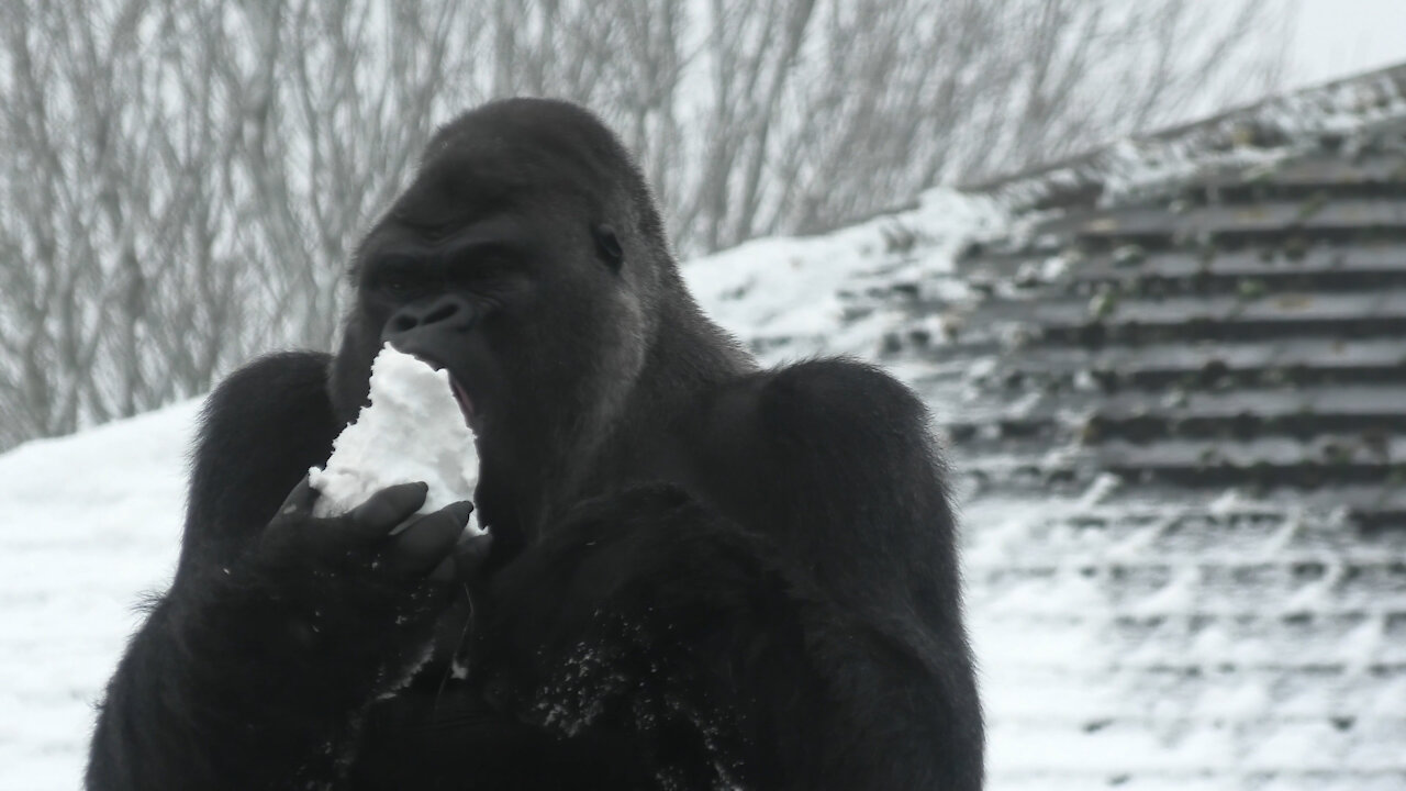 Zoo gorilla chows down on massive snowball during heavy snowfall