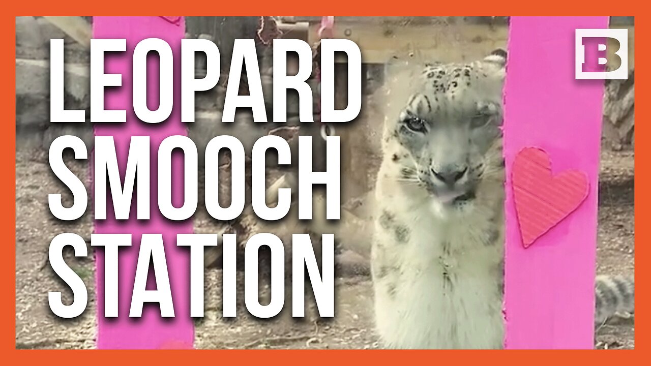 Snow Leopard Steals Hearts in Valentines Day Kissing Booth