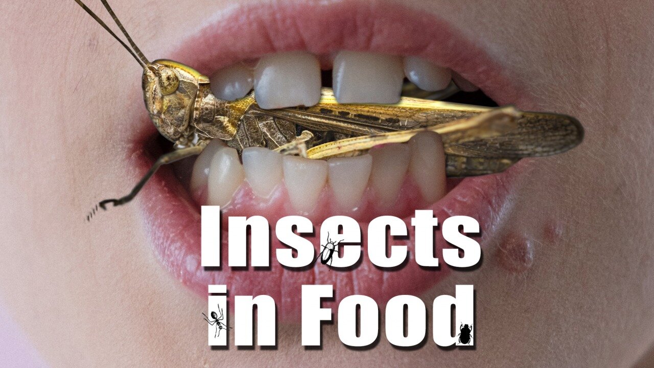 Disgusting – The Insects in Food File