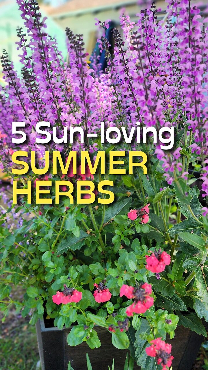 5 Herbs You Should Be Growing This Summer