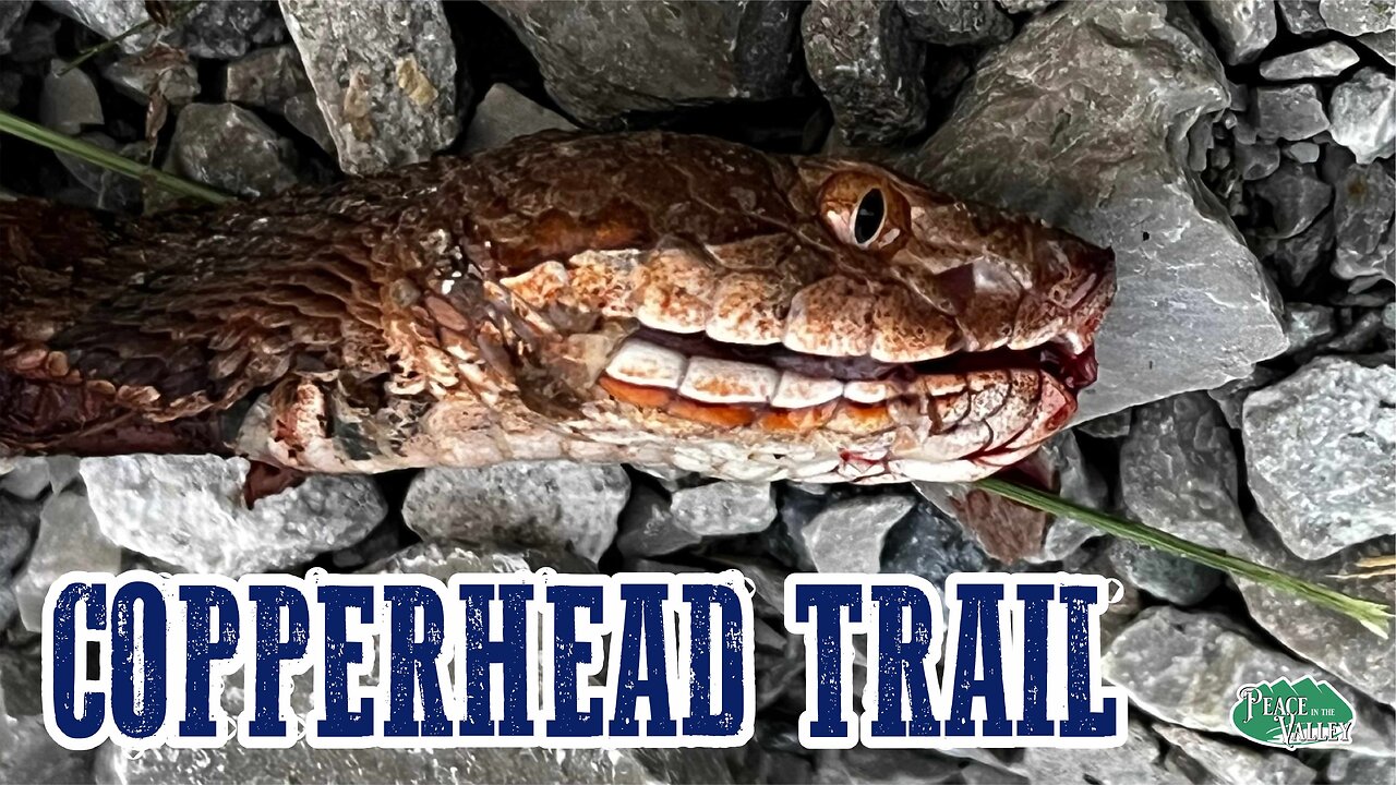WOW! A Copperhead comes to visit! E166