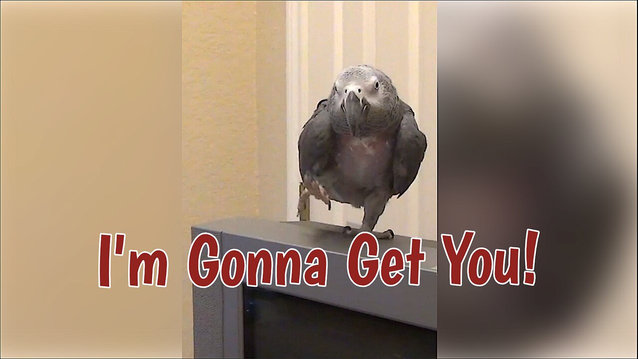 Texan Parrot Says Im Gonna Get You In A Hilarious Southern Accent