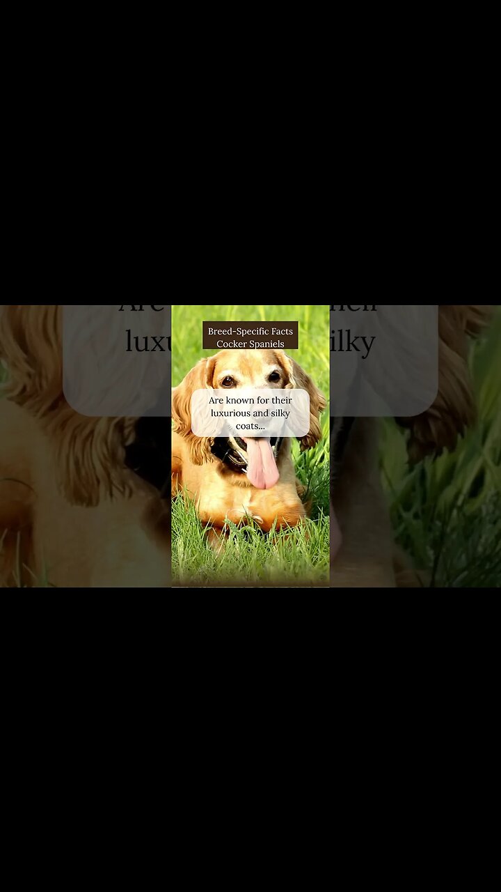 Fun Facts about Cocker Spaniels