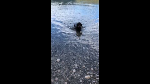 Funny video dog swimming