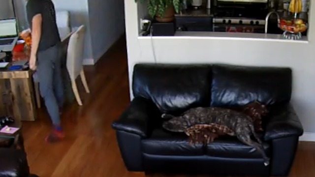 Sleepy dog is too tired to move even after falling off couch