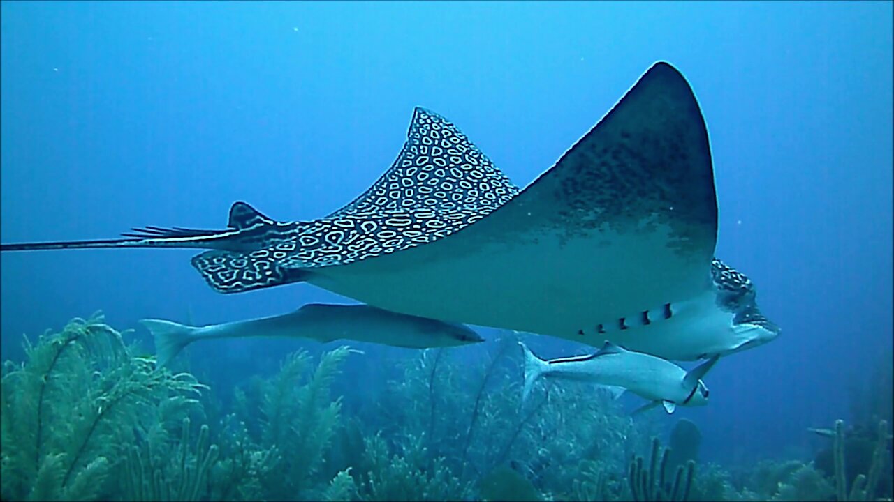 Gigantic stingray cruises casually past unsuspecting scuba diver