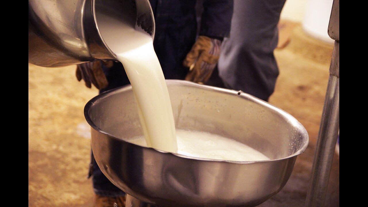 IBS, Gut Health, and Matt Walshs War on Raw Milk