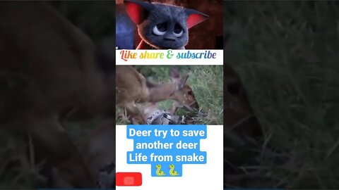 Deer try to save another deer life from snake 🐍#shorts #youtubeshorts
