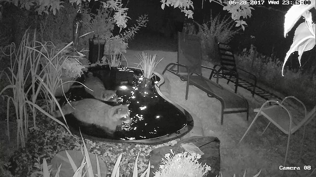 Raccoons get chased out of pond by rival gang