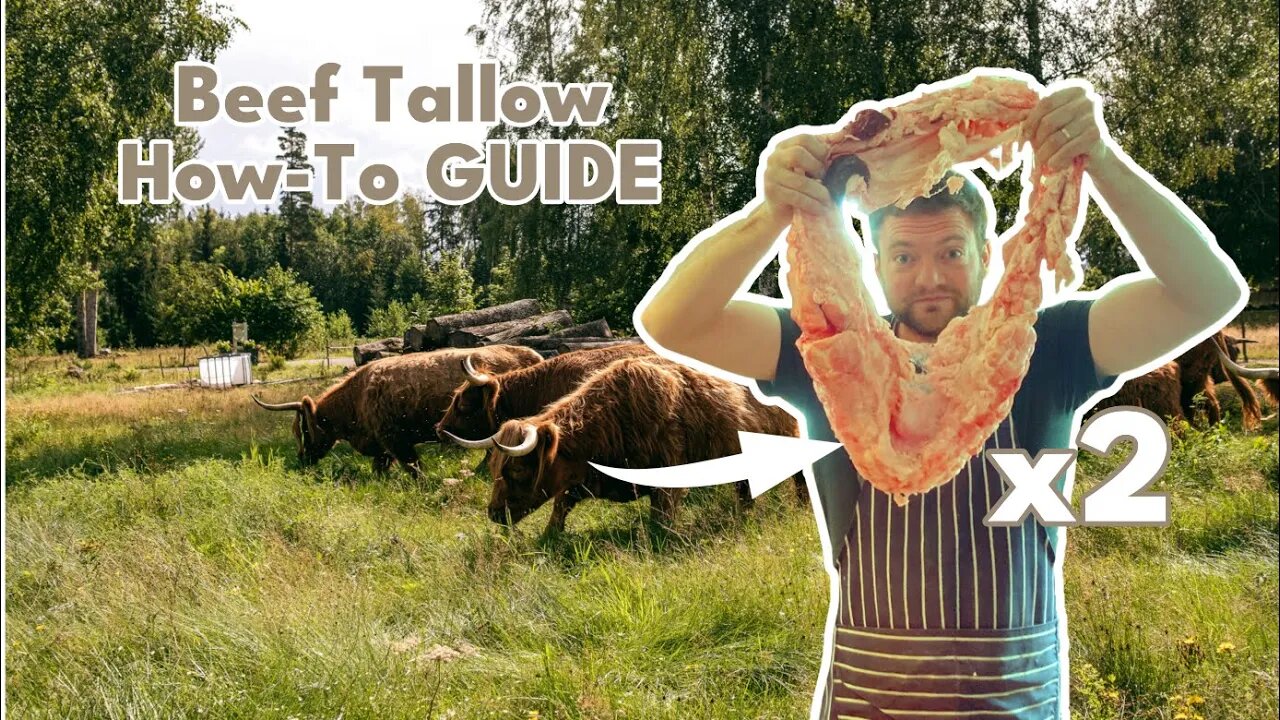 Harvesting a Cows Kidney Fat