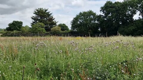 2 minutes of calm relaxation watching meadow flowers waft in a breeze in a pretty field.