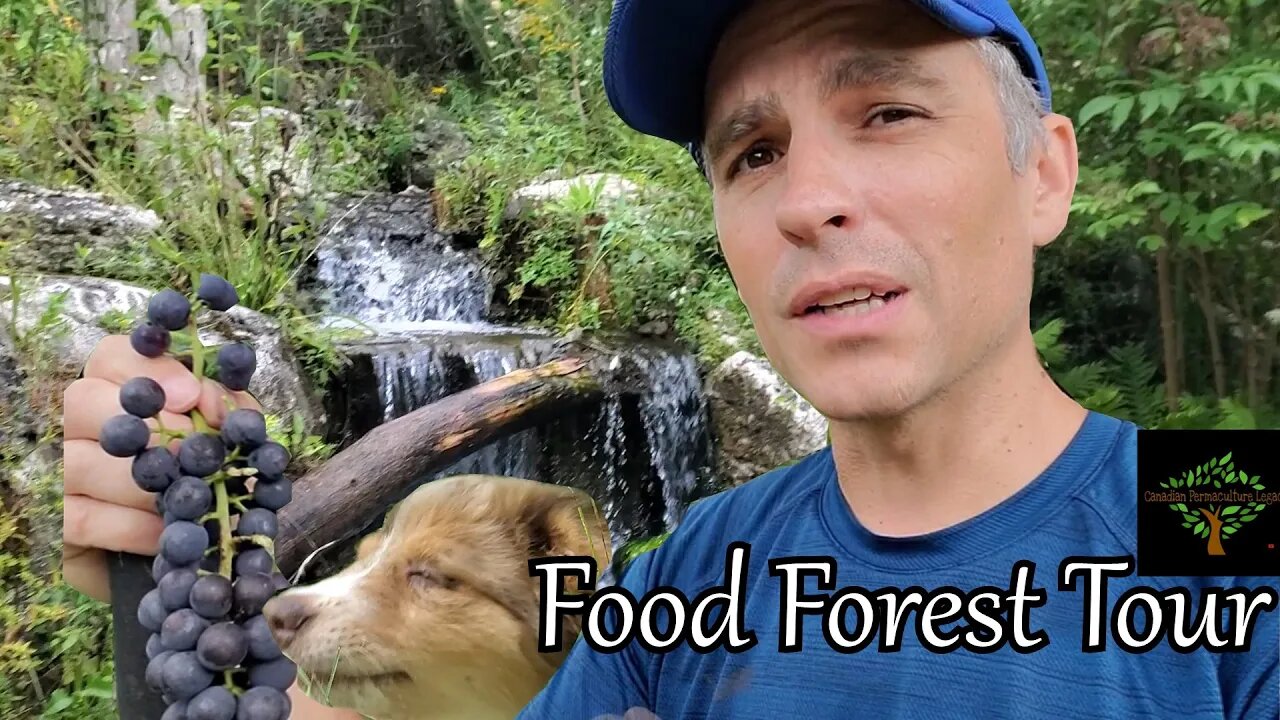 Permaculture Food Forest Tour - August, 2023. Whats growing now?