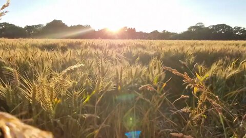 2 minutes of calm relaxation watching wheat and grasses waving in the breeze & calm music.