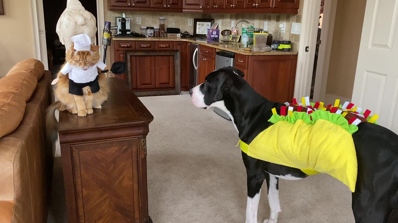 Great Dane & Cat Model Their Foodie Chef & Taco Costumes