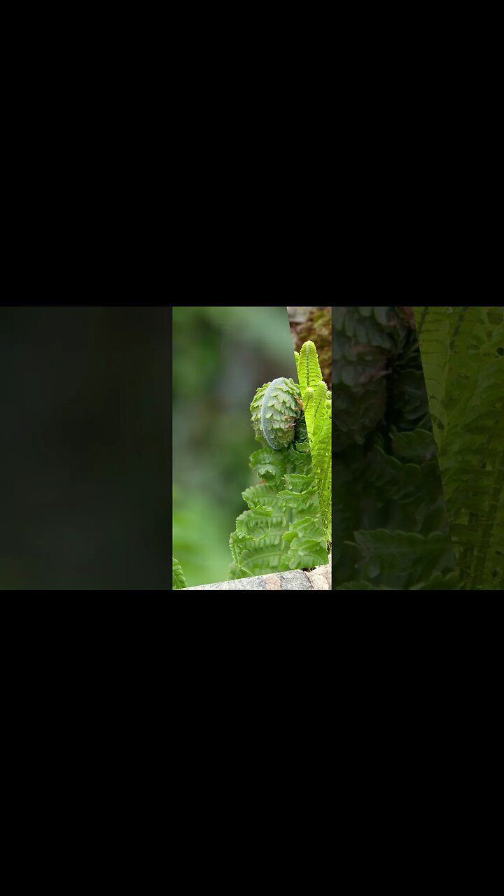 OSTRICH FERN: AKA Fiddlehead Fern, perfect for your shade or water garden