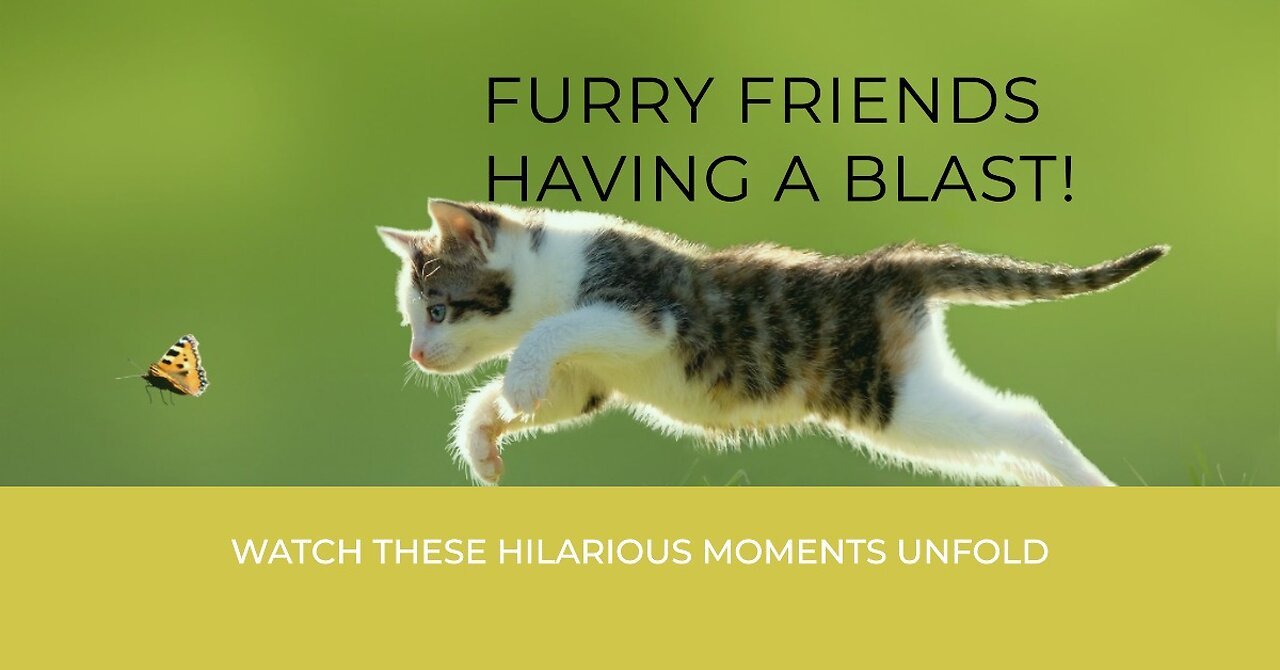 Pawsitively Hilarious: Cat and Dog Moments You Cant Miss!