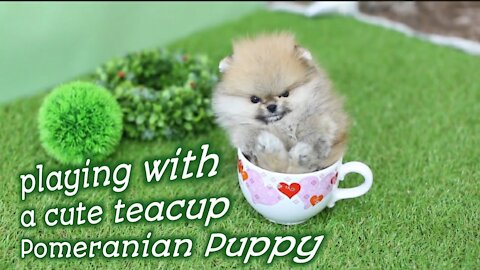Playing with a cute teacup pomeranian puppy