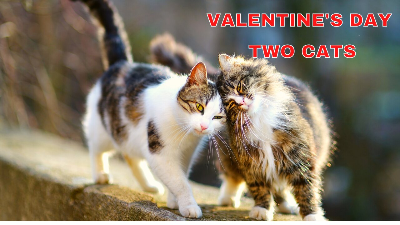 Valentines Day two cats