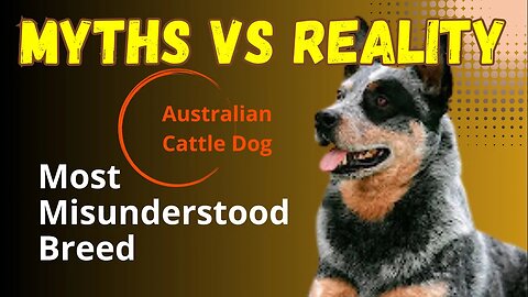 Underestimated dog breed #debunking #unfair #myths #behavior #underrated #underdog #behavior #breed