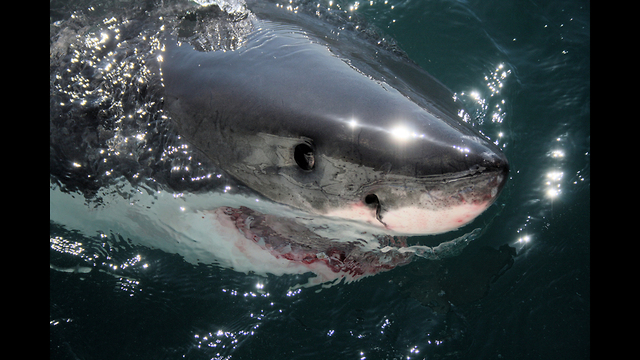 Oceans Freakiest Eaters