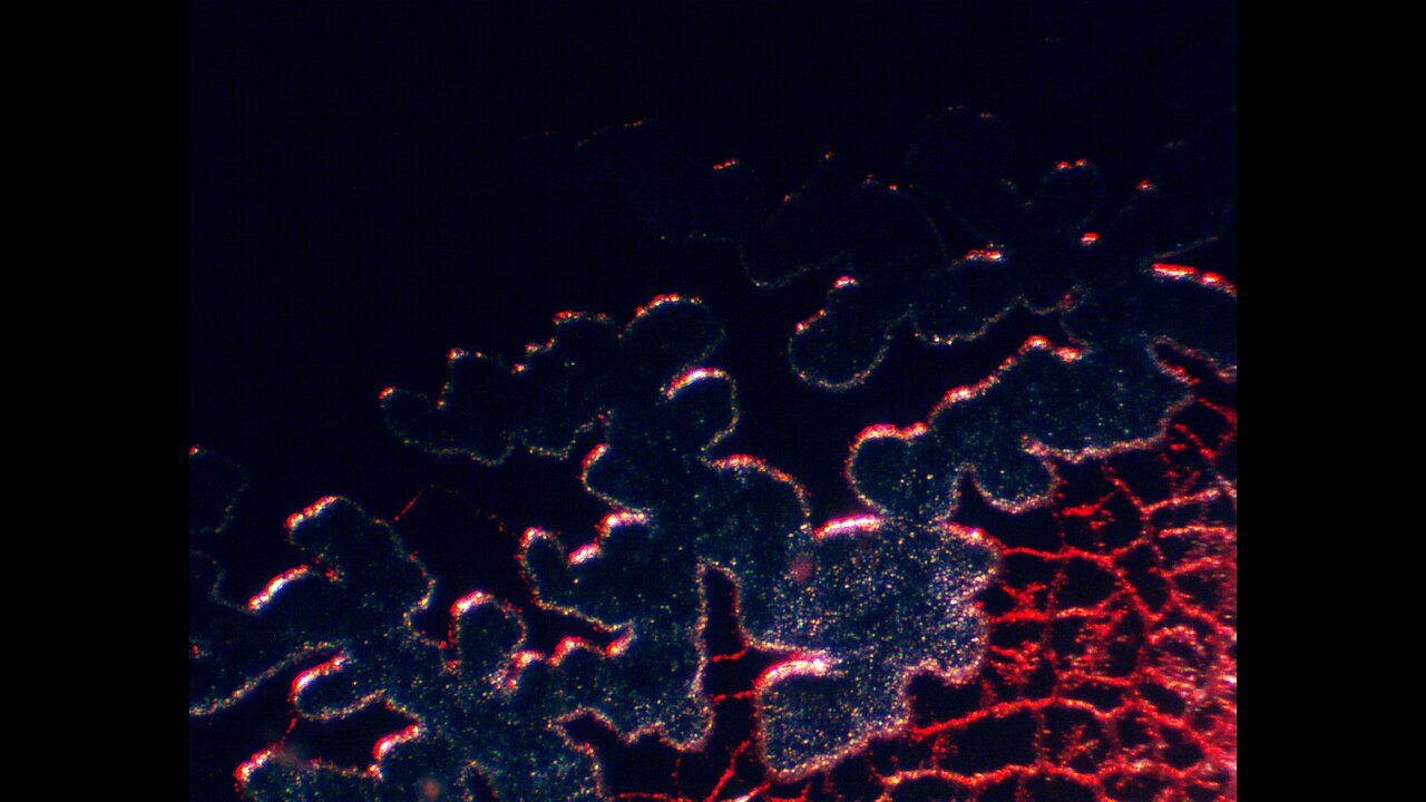 Microscopy of Nanotechnology in Everyones Blood