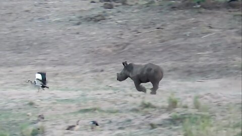 Playful baby rhino loves chasing the birds