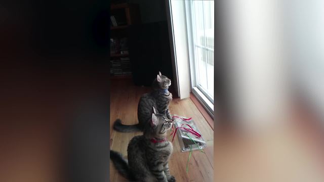 Two Grey Cats Click And Chirp While Staring Out Of A Window