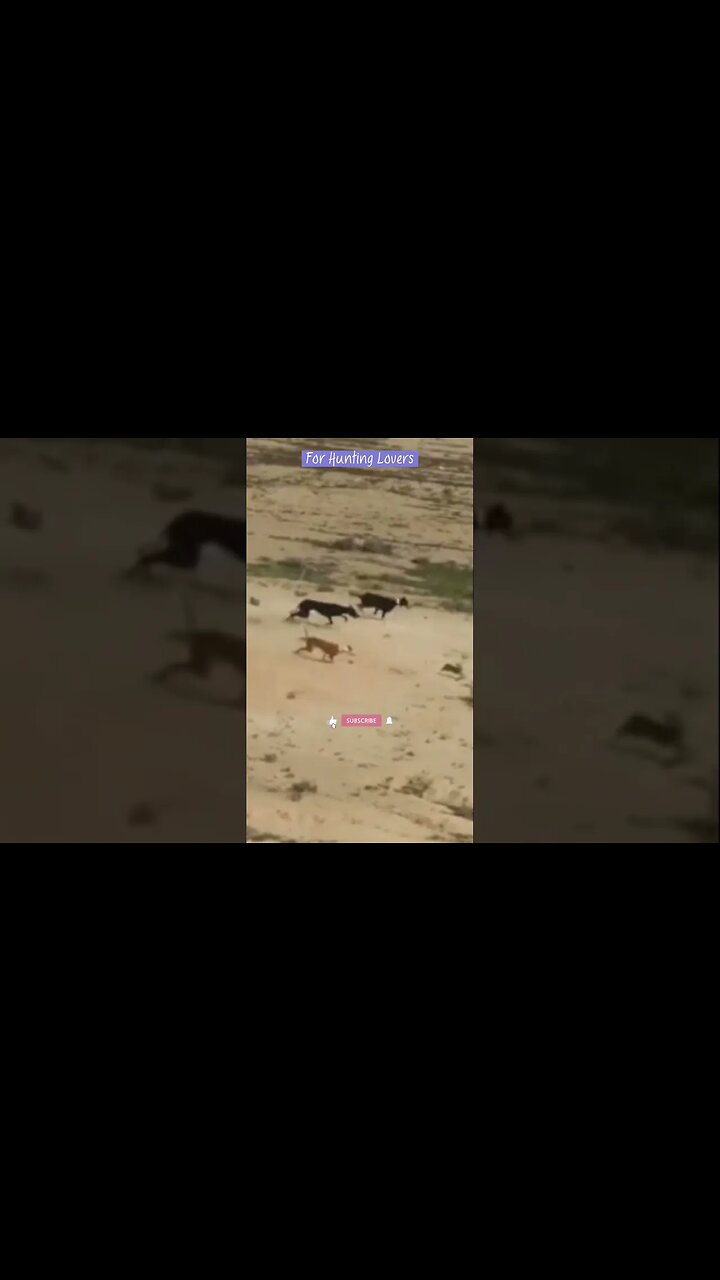 Fastest Greyhounds Vs high speed Hare | Los galgos más rápidos contra el conejo de alta velocidad