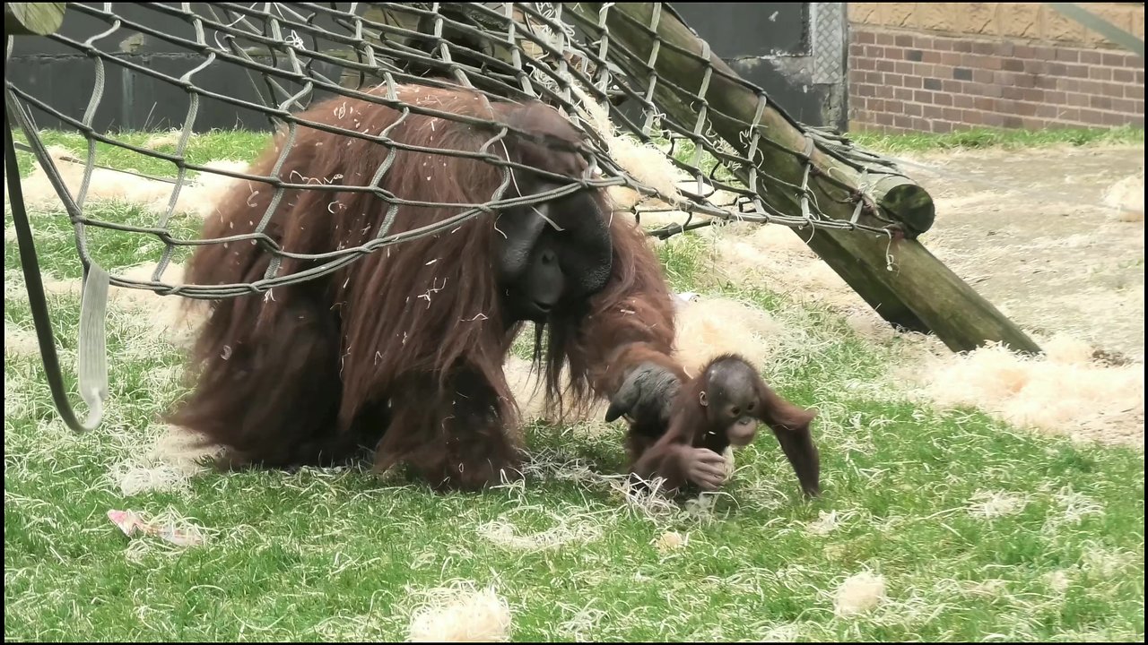 Male Orangutan Attempts To Bite His Babys Head