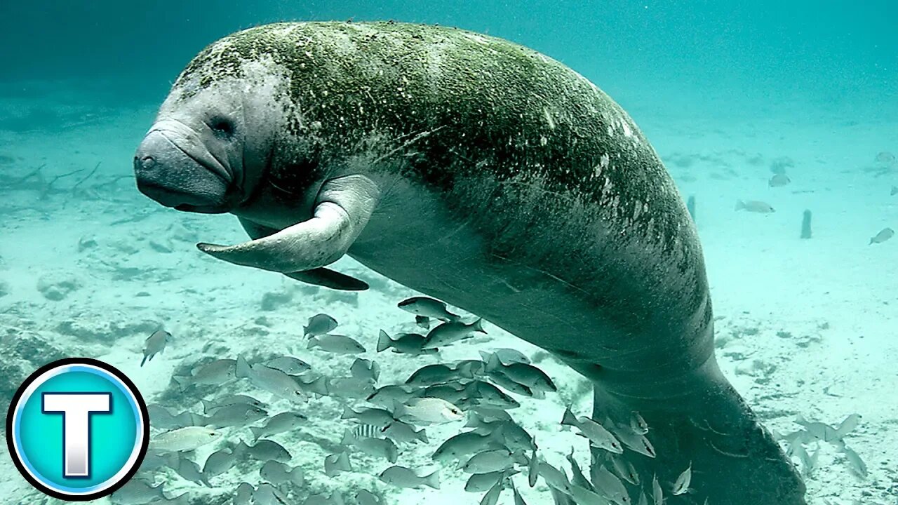 Dugong | Worlds Weirdest Animals