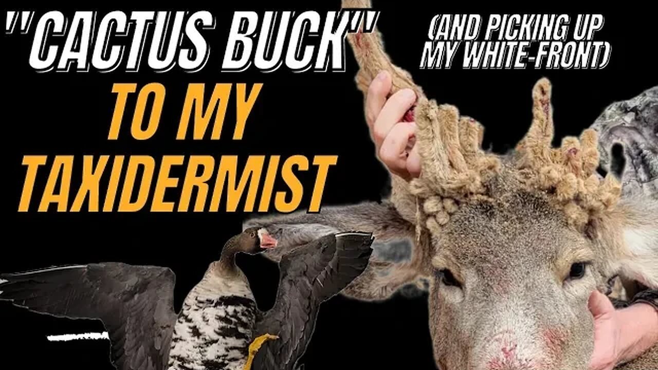 Taking My 30pt Cactus Buck to My Taxidermist!!! (AND Picking Up My Speckle Belly Goose)