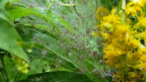 Large mama spider protects her hundreds of babies